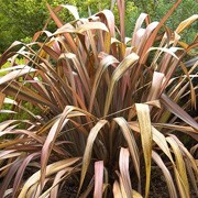 Evergreen Garden Shrub in 9cm Pot Phormium Pink Panther New Zealand Flax
