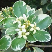 ‘Variegata’ is a medium sized, tender, rounded, evergreen shrub with attractive green and cream variegated foliage and creamy white flowers in spring. Pittosporum tobira ‘Variegata’ added by Shoot)