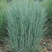 'Heavy Metal' is a dense, upright grass with blue-green foliage that turn yellow in autumn. It has red-purple flower plumes and seed heads from summer to early winter. Panicum virgatum 'Heavy Metal'  added by Shoot)