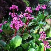 'Sunningdale' is a clump-forming, evergreen perennial with large, green leaves that turn copper-red in cold weather. In early spring dark red-pink flowers on red stems appear. Bergenia 'Sunningdale' added by Shoot)