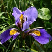 Iris unguicularis added by Shoot)