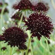 'Chile Black' is an erect, branching, wiry-stemmed, short lived perennial with mid-green leaves and pincushion flowers of black-red, with lavender flecks in summer. Scabiosa atropurpurea 'Chile Black'  added by Shoot)