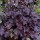 'Purple Mountain Majesty’ forms a small mound of heart shaped, lobed, deep-purple leaves with silver marking and panicles of white, globular flowers on purple stems in summer. Heuchera ‘Purple Mountain Majesty’  added by Shoot)
