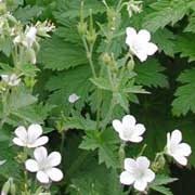 'Album' is a spreading, herbaceous perennial with a compact habit. Its green leaves are deeply divided with lobed segments. From late spring until early summer it bears small, white flowers. Geranium sylvaticum 'Album' added by Shoot)