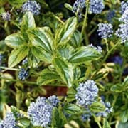 'Eldorado' is a mid-sized, spreading, evergreen shrub with dark-green and yellow variegated, glossy leaves. It bears fragrant, blue flowers in spring. Ceanothus 'Eldorado' added by Shoot)