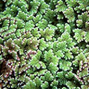 Azolla filiculoides added by Shoot)