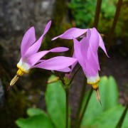  (05/08/2022) Dodecatheon meadia added by Shoot)