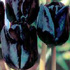 Tulipa 'Black Satin'