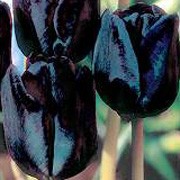 'Black Satin' is a bublous perennial with green leaves and single, dark-maroon, almost black flowers in late spring. Tulipa 'Black Satin' added by Shoot)