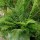 'Pulcherrimum Bevis' is a soft evergreen fern with green, feathery, tapering fronds.  Polystichum setiferum ‘Pulcherrimum Bevis' added by Shoot)