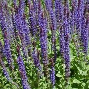 'Wesuwe' is an upright, herbaceous perennial with ovate, dull green leaves and deep violet-blue flowers in summer and early autumn. Salvia nemorosa 'Wesuwe' added by Shoot)