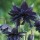 'Black Barlow' is a clump-forming, herbaceous perennial 
with fern-like, mid-green basal leaves and dark purple to purple-black flowers on tall stems in late spring and early summer. Aquilegia vulgaris var. stellata 'Black Barlow' added by Shoot)