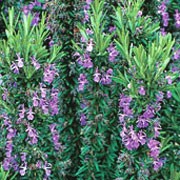 'Tuscan Blue' is a dense, upright, evergreen shrub with linear, aromatic, dark green leaves and spikes of dark blue flowers in mid-spring and early summer, and sometimes again in autumn. Rosmarinus officinalis 'Tuscan Blue' added by Shoot)