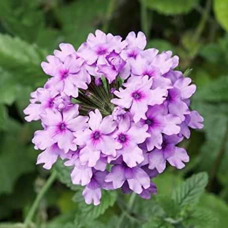 Glandularia 'Seabrook's Lavender'