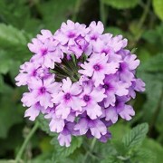  (23/04/2021) Glandularia 'Seabrook's Lavender' added by Shoot)