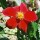 'Madame Staffers' is an erect perennial with  divided, dark-green foliage. In summer it bears medium, single, red flowers.
 Dahlia 'Madame Staffers' added by Shoot)