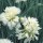 'Mrs. Sinkins' is an evergreen, mat-forming perennial with silver-green leaves and fragrant, double white, split calyx flowers that bloom from late spring until summer.  Dianthus 'Mrs. Sinkins' added by Shoot)