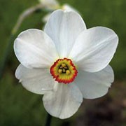 Narcissus poeticus var. recurvus added by Shoot)