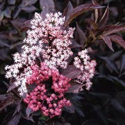 'Black Beauty' is a compact, deciduous shrub or tree with dark purple-black leaves, flat heads of pink flowers in early summer and dark purple-black berries in autumn. Sambucus nigra 'Black Beauty' added by Shoot)