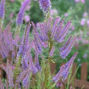 'Fascination' is a clump forming herbaceous perennial with whorls of pointed, green leavs. Long, bent racemes of lavender blue flowers with red eyes appear in summer. Veronicastrum virginicum 'Fascination' added by Shoot)