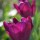 'Recreado' is a late-blooming bulbous perennial with large purple flowers on tall stems in spring. Tulip 'Recreado' added by Shoot)
