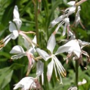 'Whirling Butterflies' is a bushy, upright, clump-forming perennial with small, grey-green leaves and long, red stems bearing white, star-shaped flowers from late spring to autumn. Gaura lindheimeri 'Whirling Butterflies' added by Shoot)