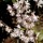 Abeliophyllum distichum added by Shoot)