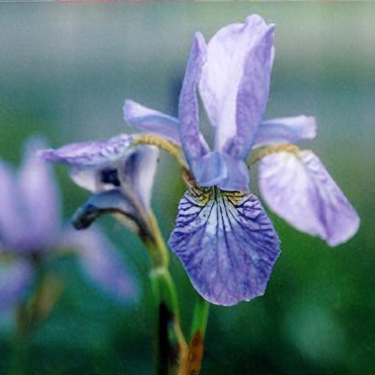 Iris sibirica 'Flight of Butterflies'