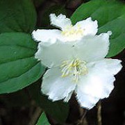 'Dame Blanche' is a bushy, compact, deciduous shrub with arching branches, peeling black-brown bark, oval, dark green leaves and fragrant, semi-double white flowers in early to midsummer. Philadelphus 'Dame Blanche' added by Shoot)
