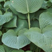 'Snowden' is a slow-growing, clump-forming perennial with large, flat, pointed, oval to heart-shaped grey-green leaves and funnel-shaped white flowers borne on thick stalks in midsummer. Hosta 'Snowden' added by Shoot)