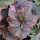  Tellima grandiflora var. purpurea (13/06/2016) Tellima grandiflora var. purpurea added by Shoot)