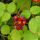 Rubus phoenicolasius (Japanese wineberry) Added by Nicola