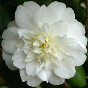 'Dear Jenny' is a vigorous, upright, evergreen shrub with glossy, dark green leaves and white, semi-double flowers with yellow centres blooming in late winter and early spring. Camellia japonica 'Dear Jenny' added by Shoot)