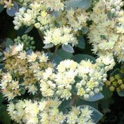 'Ruprechtii' is a herbaceous perennial with upright, arching stems of toothed, rosy grey-green, glaucous leaves. In late summer until autumn it has clusters of white and rose flowering cymes.  Sedum telephium 'Ruprechtii' added by Shoot)