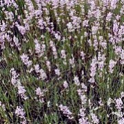 'Rosea' is a bushy, compact, evergreen shrub with linear, grey-green leaves and dense spikes of pale pink flowers borne on long stalks in mid- to late summer. Lavandula angustifolia 'Rosea' added by Shoot)
