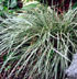 Carex conica 'Snowline'