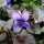  (22/05/2019) Viola riviniana Purpurea Group added by Shoot)