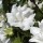 'Admiral Dewey' is a vigorous, deciduous shrub with green, lobed leaves. From late summer to autumn it bears pure white, double flowers.
 Hibiscus syriacus 'Admiral Dewey' added by Shoot)