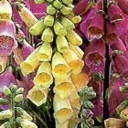 'Woodlanders' is a biennial plant, forming a basal clump of leaves in its first year, then tall, upright spikes of pink, yellow, and aprico, bell-shaped flowers in its second year. If allowed to self-seed, it will replenish itself in the garden. Digitalis purpurea 'Woodlanders' added by Shoot)