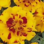 'Bolero' is a compact tender annual, with grey-green divided foliage and large, double, mahogany-red and yellow flowers from early summer to early autumn. Tagetes patula 'Bolero' added by Shoot)