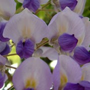 'Burford' is a vigorous, perennial climber with green, pinnate leaves that turn yellow in autumn. In early spring it has long, hanging racemes of violet and soft purple flowers.

 Wisteria floribunda 'Burford' added by Shoot)