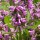 Stachys officinalis added by Shoot)