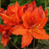 Rhododendron (Hotspur Group) 'Hotspur Red'