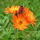Pilosella aurantiaca (Orange hawkweed) Added by Nicola