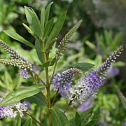 'Marjorie' is a medium, spreading, evergreen shrub with glossy, green, spear shaped leaves and pale mauve flowers that fade to white in summer and autumn. Hebe 'Marjorie' added by Shoot)
