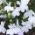 'White Lady' is a low-growing, compact annual. It has dark-green leaves and in summer and autumn, has a dense covering of small, white flowers. Lobelia erinus 'White Lady' added by Shoot)