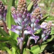  (03/04/2020) Lachenalia orchioides var. glaucina added by Shoot)
