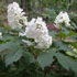 Hydrangea quercifolia 'Snow Queen'