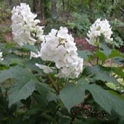 'Snow Queen' is a deciduous shrub with large, deeply lobed, bright green leaves which are flushed coral pink and red in autumn. In summer it has large white florets in summer that fade ti pale-pink and then to brown in autumn. Hydrangea quercifolia 'Snow Queen' added by Shoot)