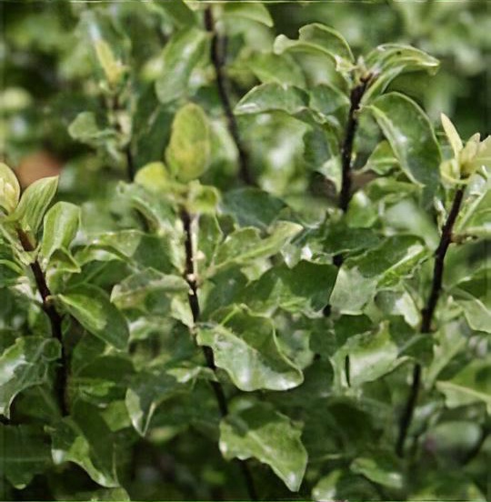 Pittosporum tenuifolium 'Arundel Green'